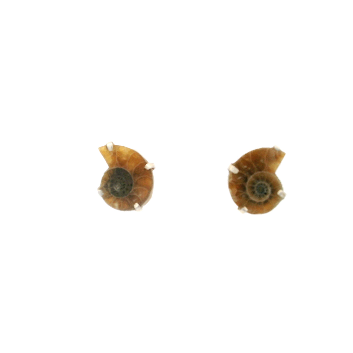 Boucles d'oreilles clous Ammonite - Paire Bébé