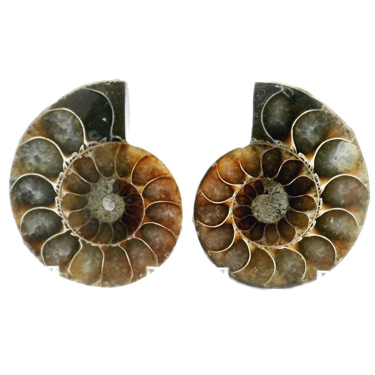 Ammonite Fossil Pair on Lucite Stands - 1.5"