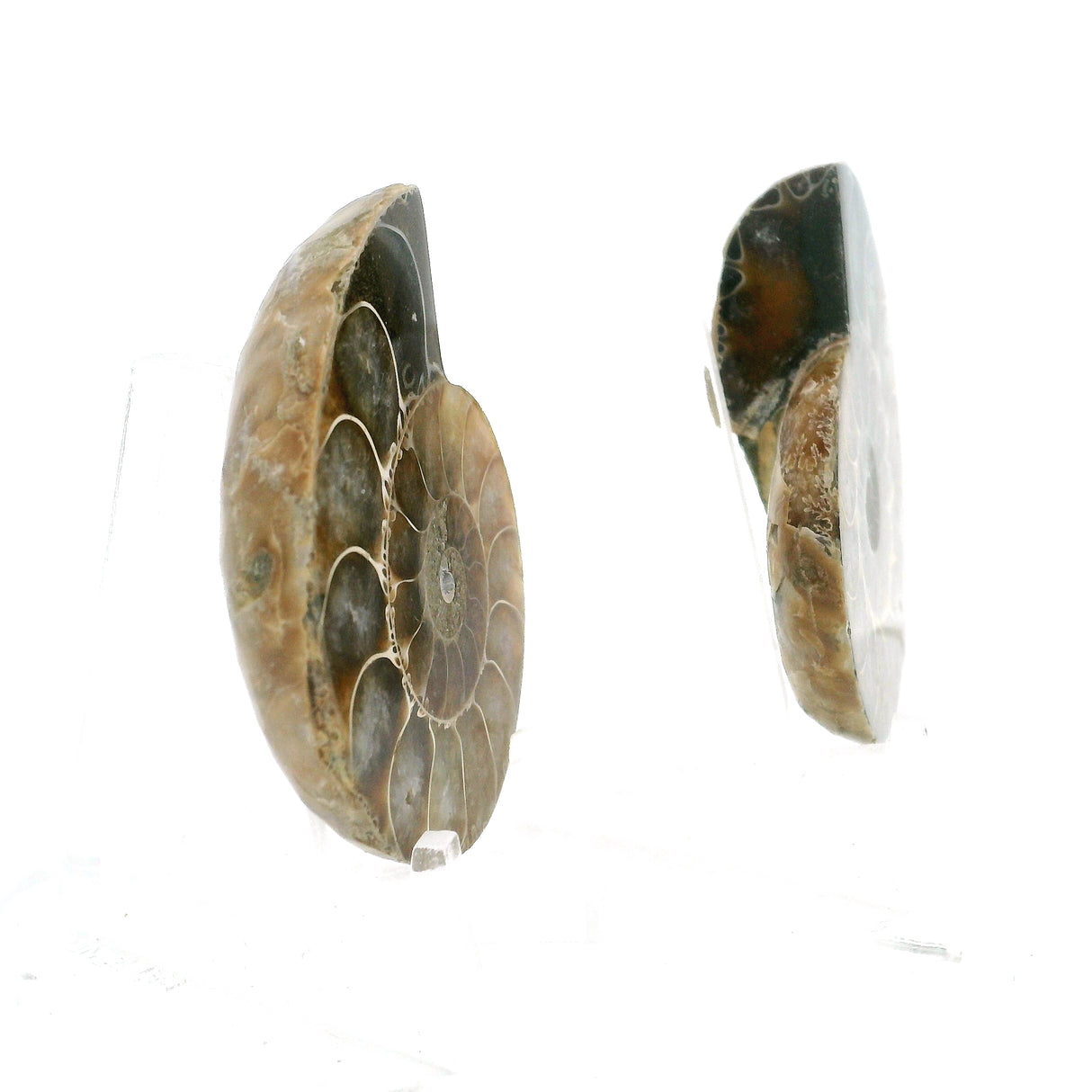 Ammonite Fossil Pair on Lucite Stands - 1.5"