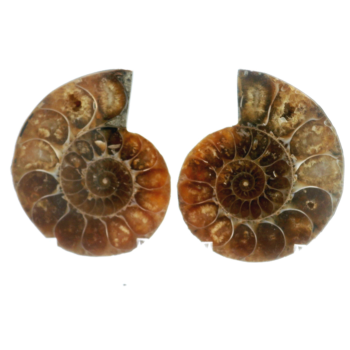 Ammonite Fossil Pair on Lucite Stands - 1.5"