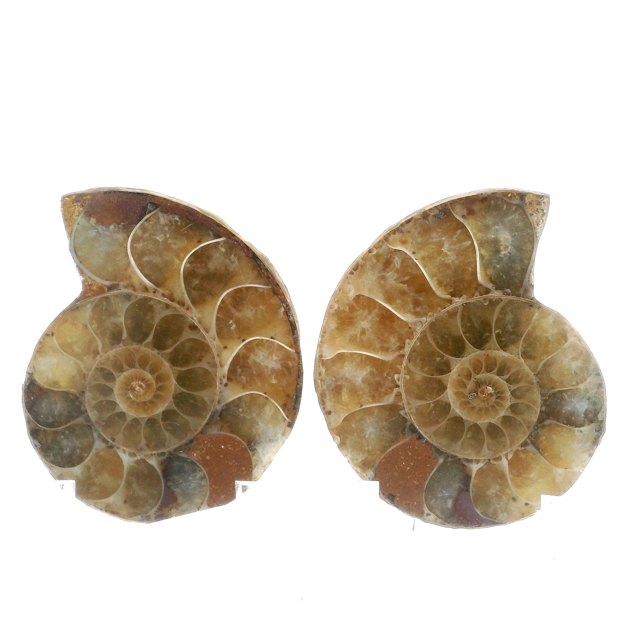 Ammonite Fossil Pair on Lucite Stands - 1.25"