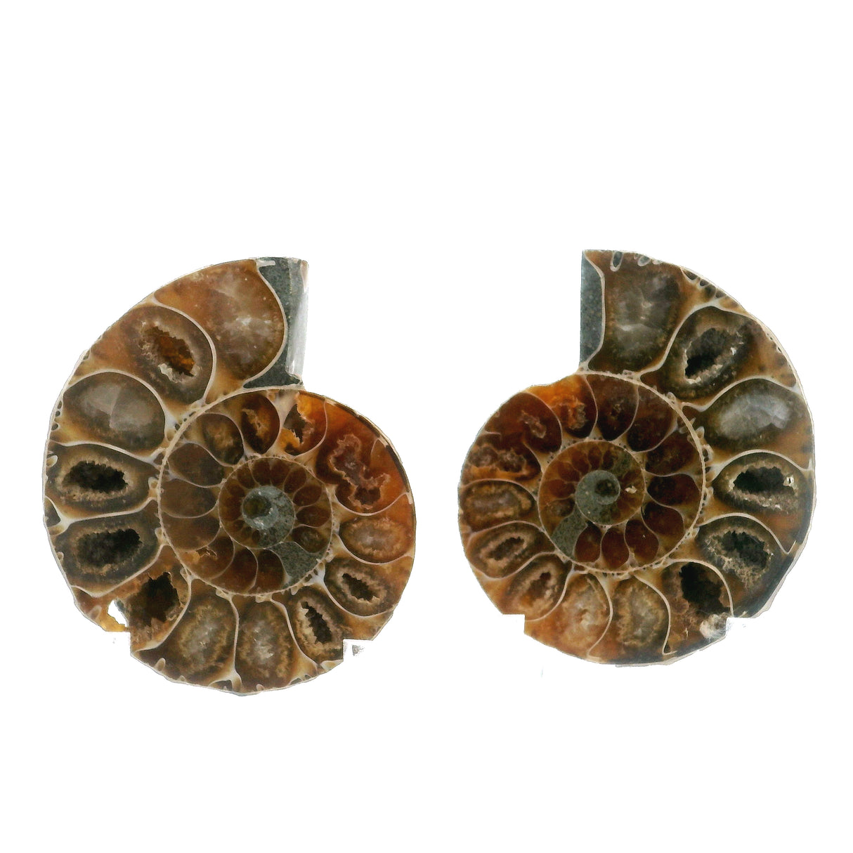 Ammonite Fossil Pair on Lucite Stands - 1.25"