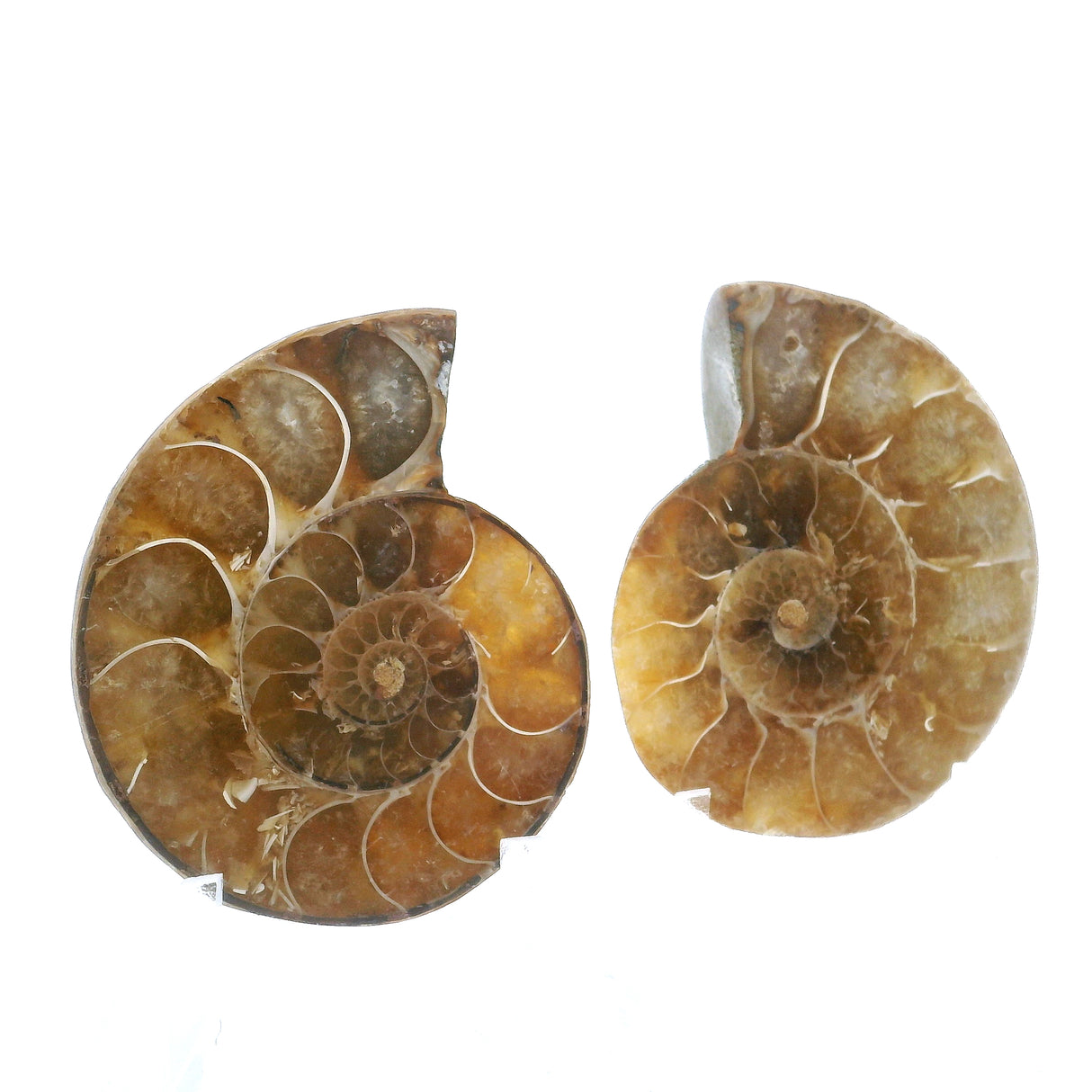 Ammonite Fossil Pair on Lucite Stands - 1.25"