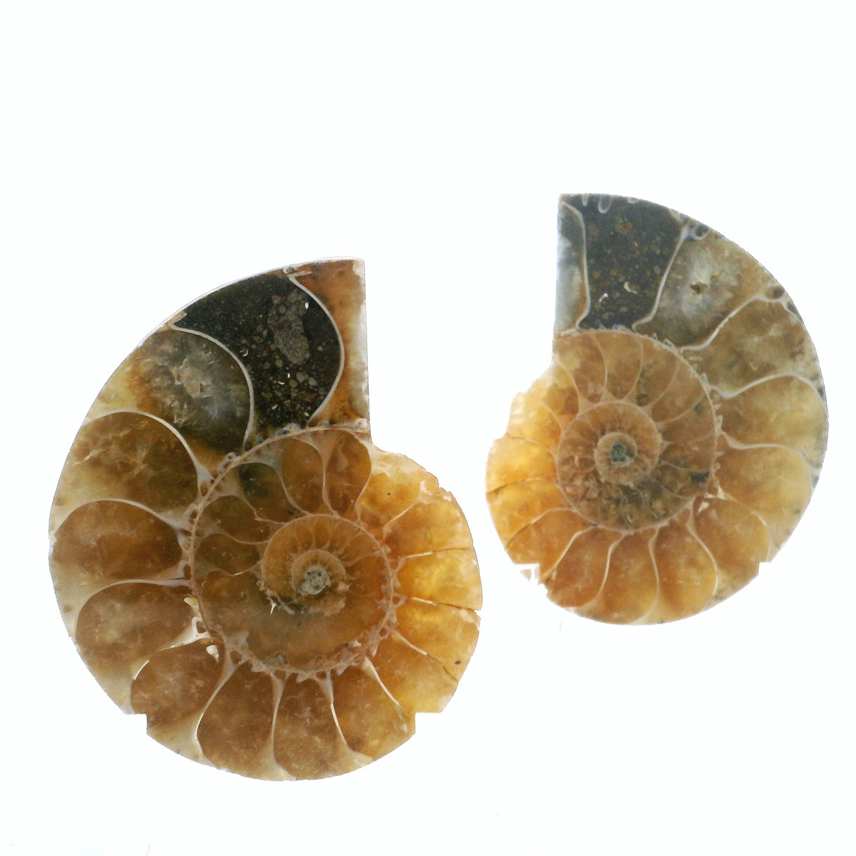 Ammonite Fossil Pair on Lucite Stands - 1.25"