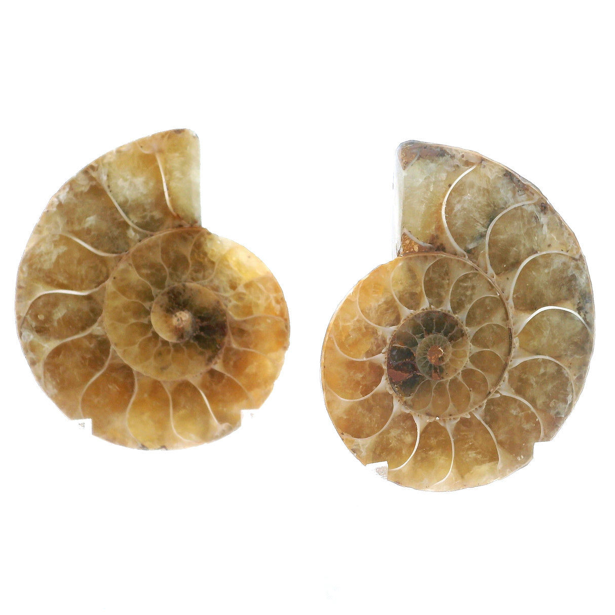 Ammonite Fossil Pair on Lucite Stands - 1.25"