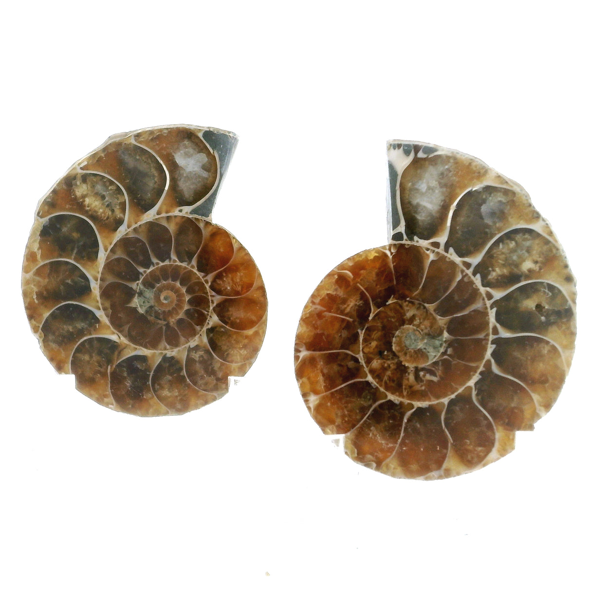 Ammonite Fossil Pair on Lucite Stands - 1.25"
