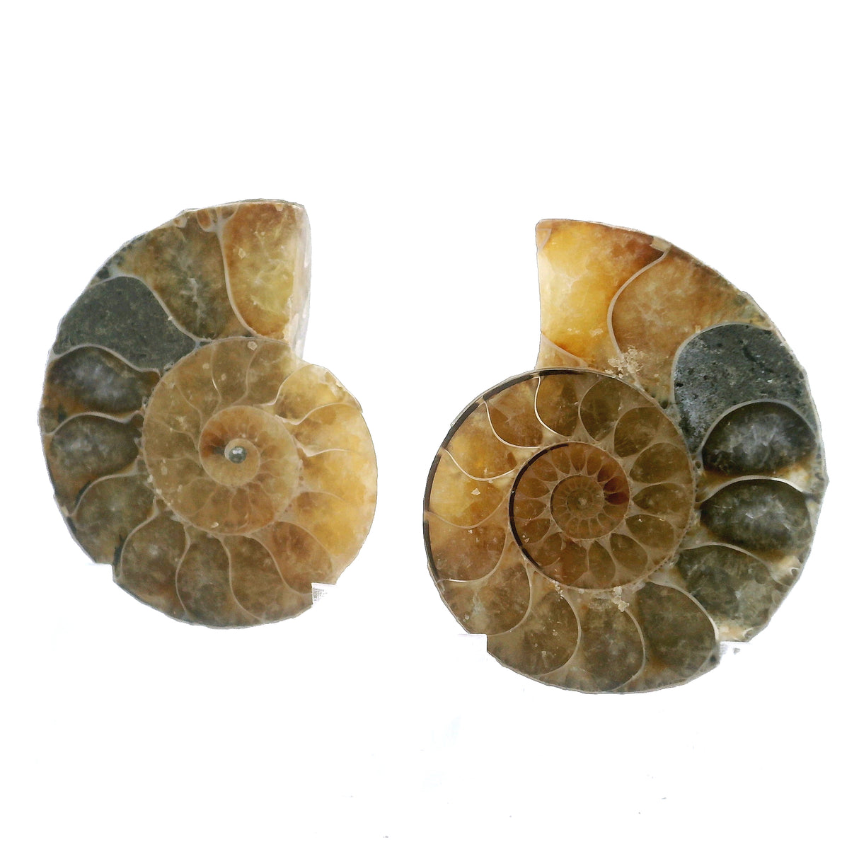 Ammonite Fossil Pair on Lucite Stands - 1.25"