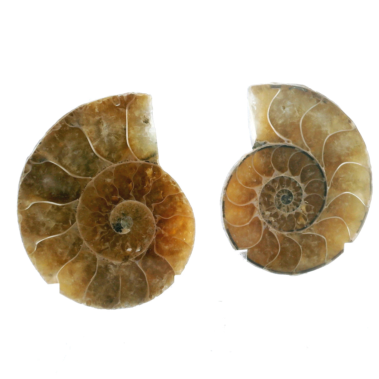 Ammonite Fossil Pair on Lucite Stands - 1.25"