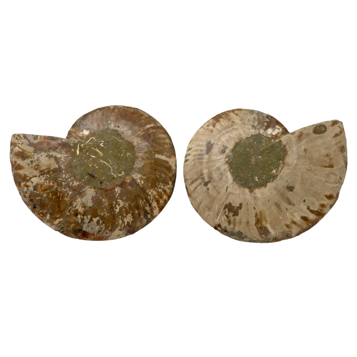 Ammonite Fossil Pair in Lucite Stands