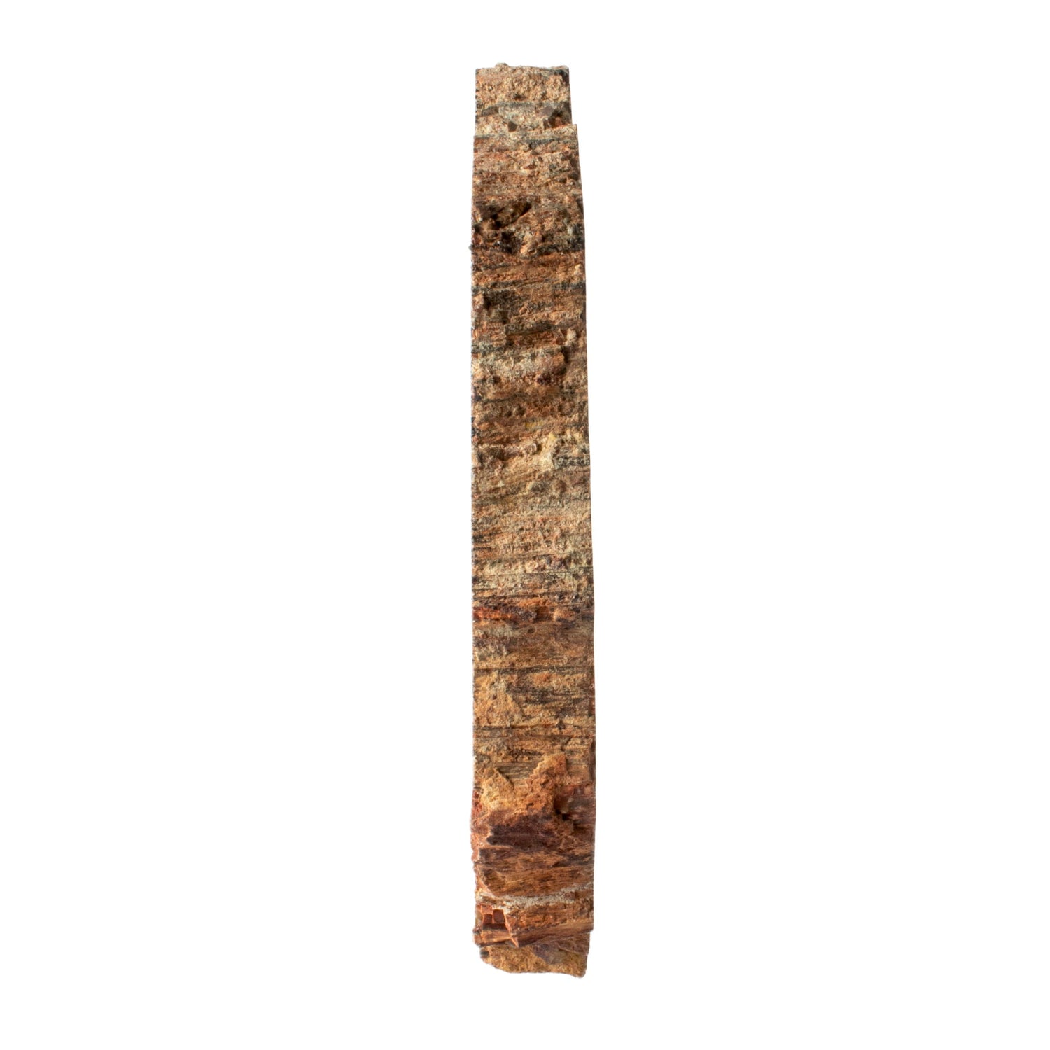 Arizona Petrified Wood Slice - Yellow & White Stripe with Lucite Easel