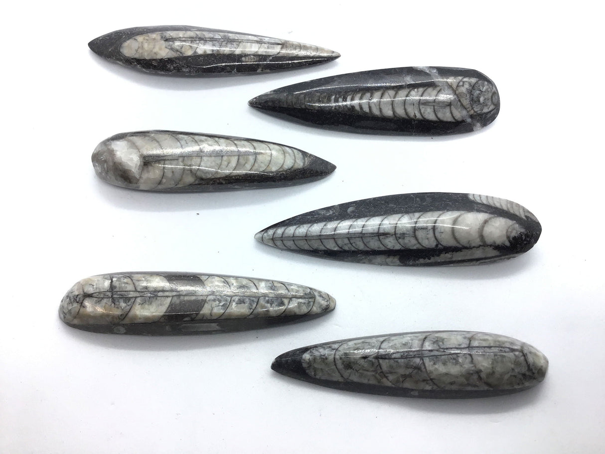 Orthoceras Fossil Magnet