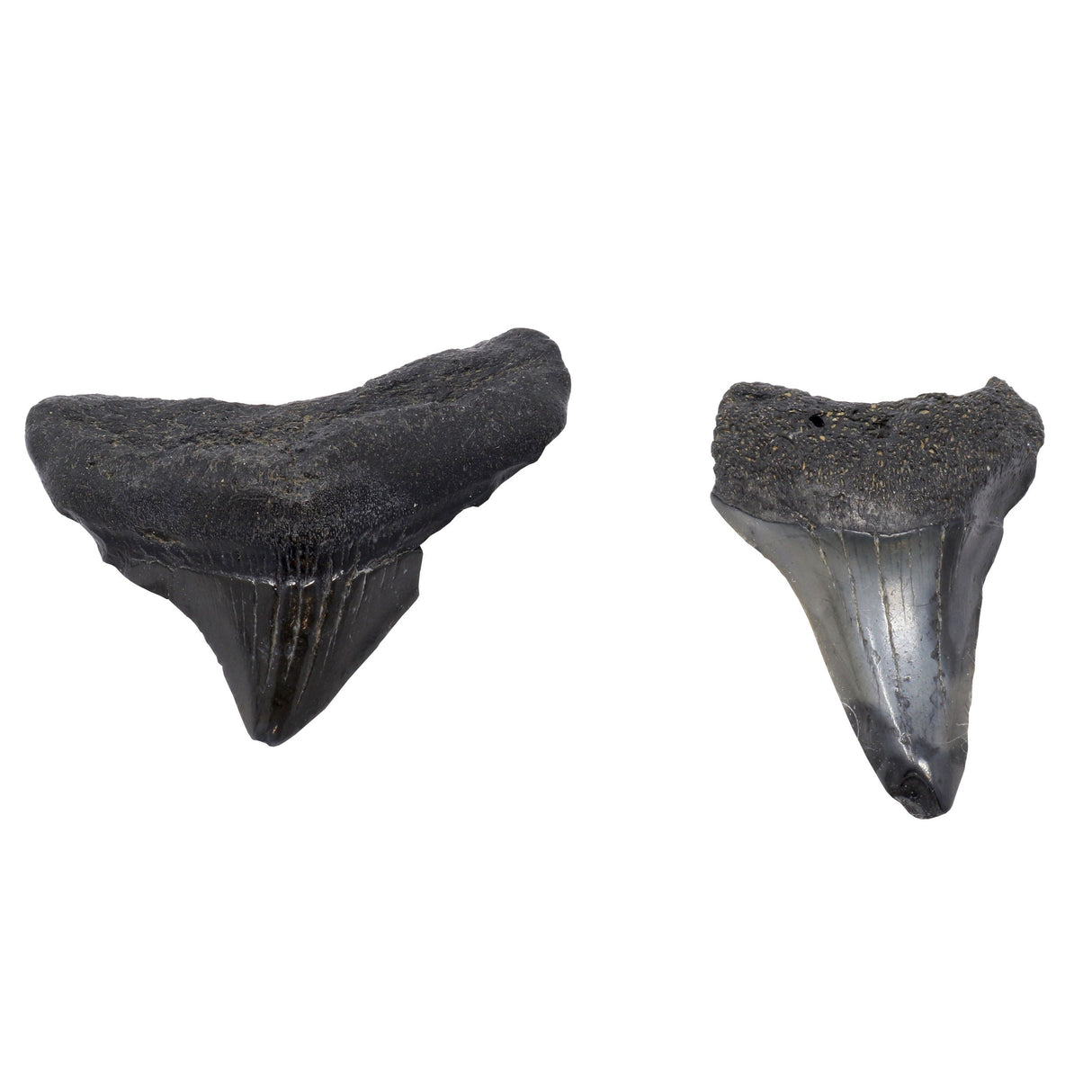 Megalodon Shark Tooth - Extra Small (Singles) from South Carolina