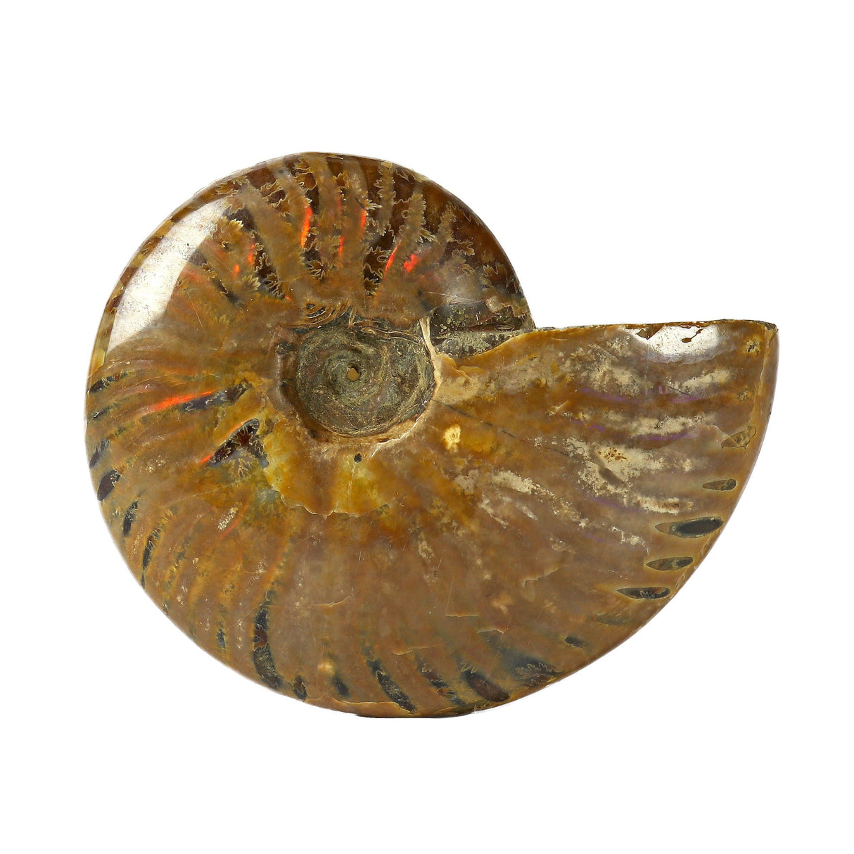 Ammonite Fossil with Red Opalization - Whole Shell from Madagascar