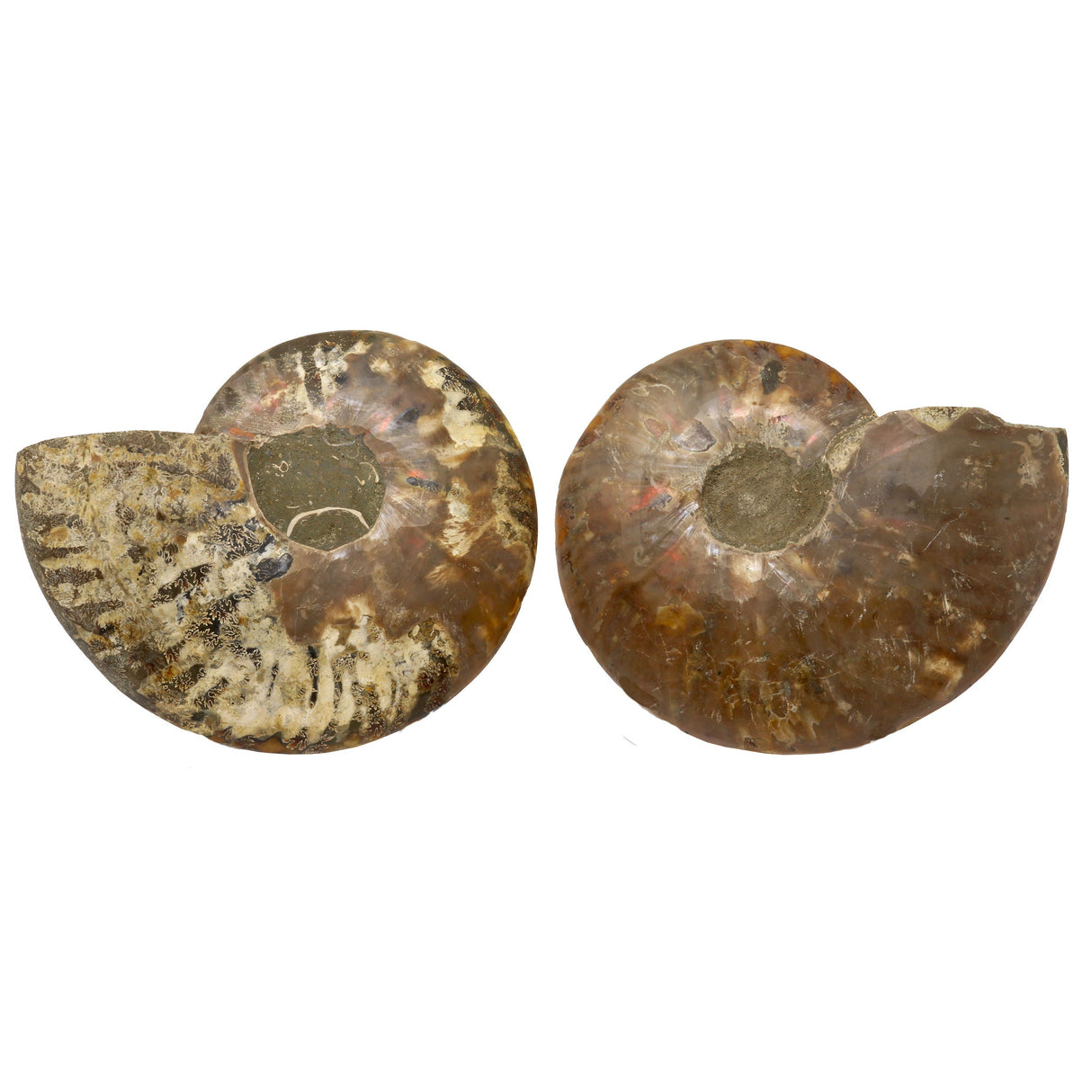 Ammonite Fossil Pair in Lucite Stands