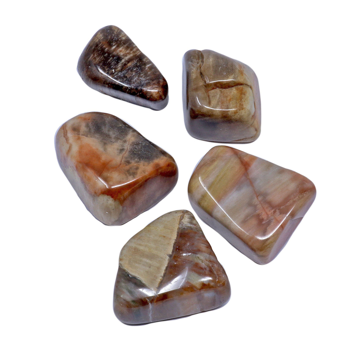 Madagascar Petrified Wood Tumbled (Singles)