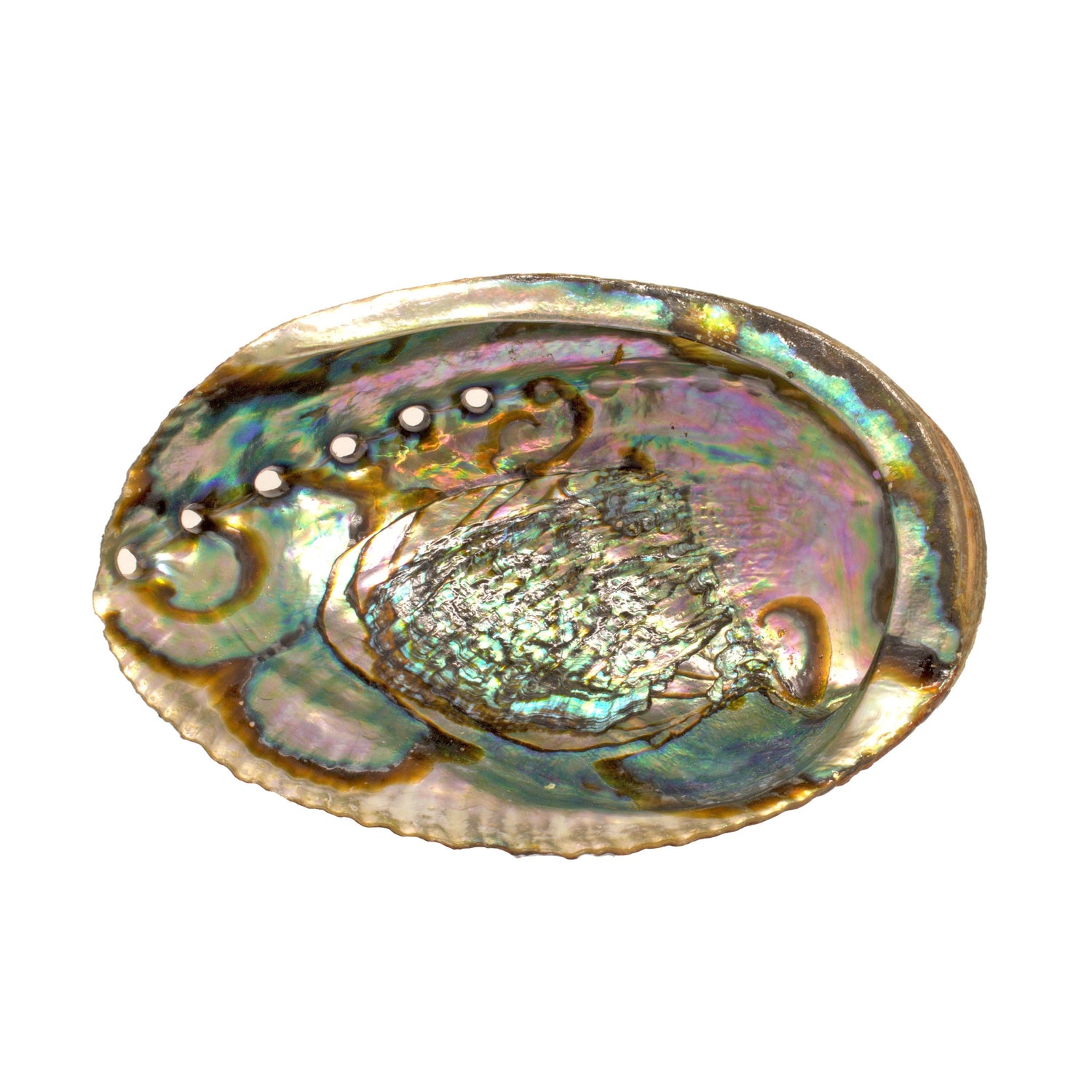 Abalone Shell