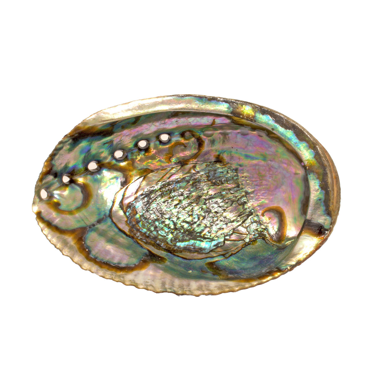 Abalone Shell