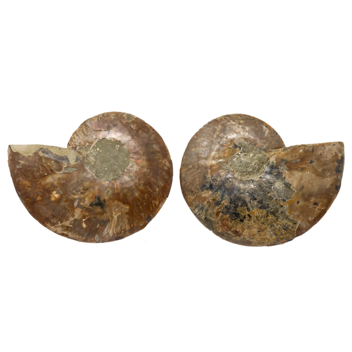 Ammonite Fossil Pair in Lucite Stands