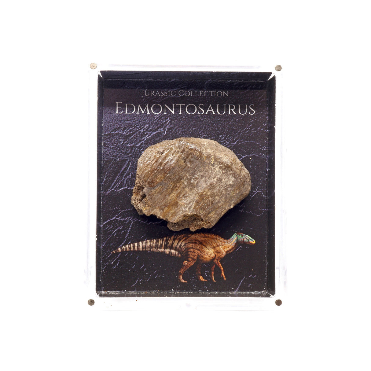 Jurassic Collection - Edmontonsaurus Dinosaur Fossil
