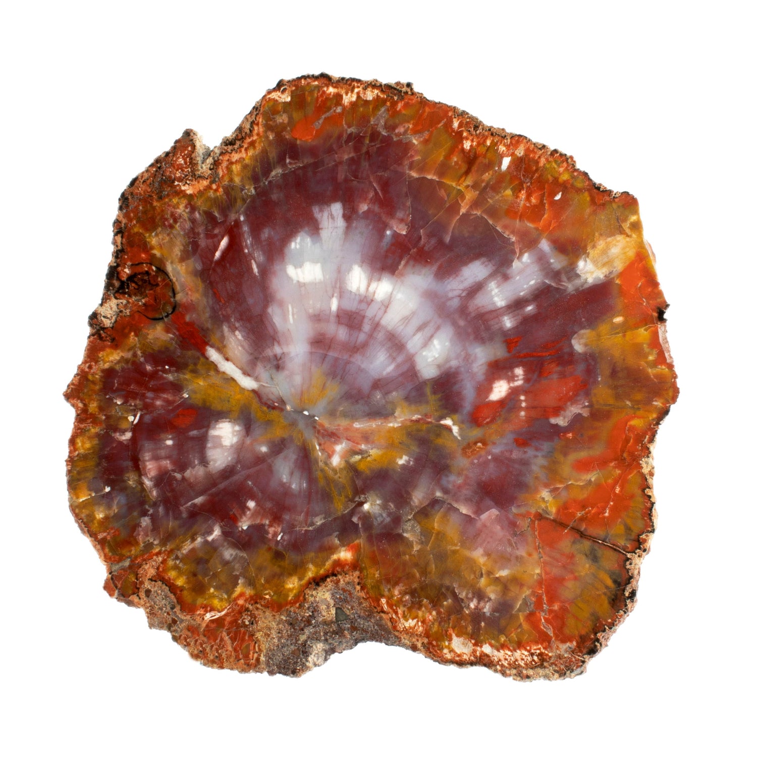 Arizona Petrified Wood Slice - Yellow & White Stripe with Lucite Easel