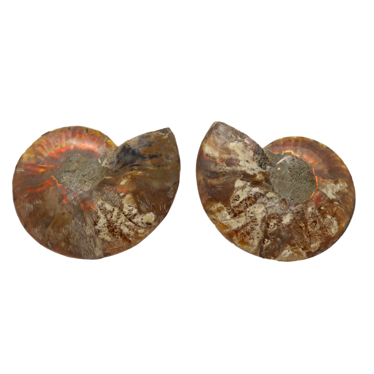 Ammonite Fossil Pair - Small Medium in Lucite Stands