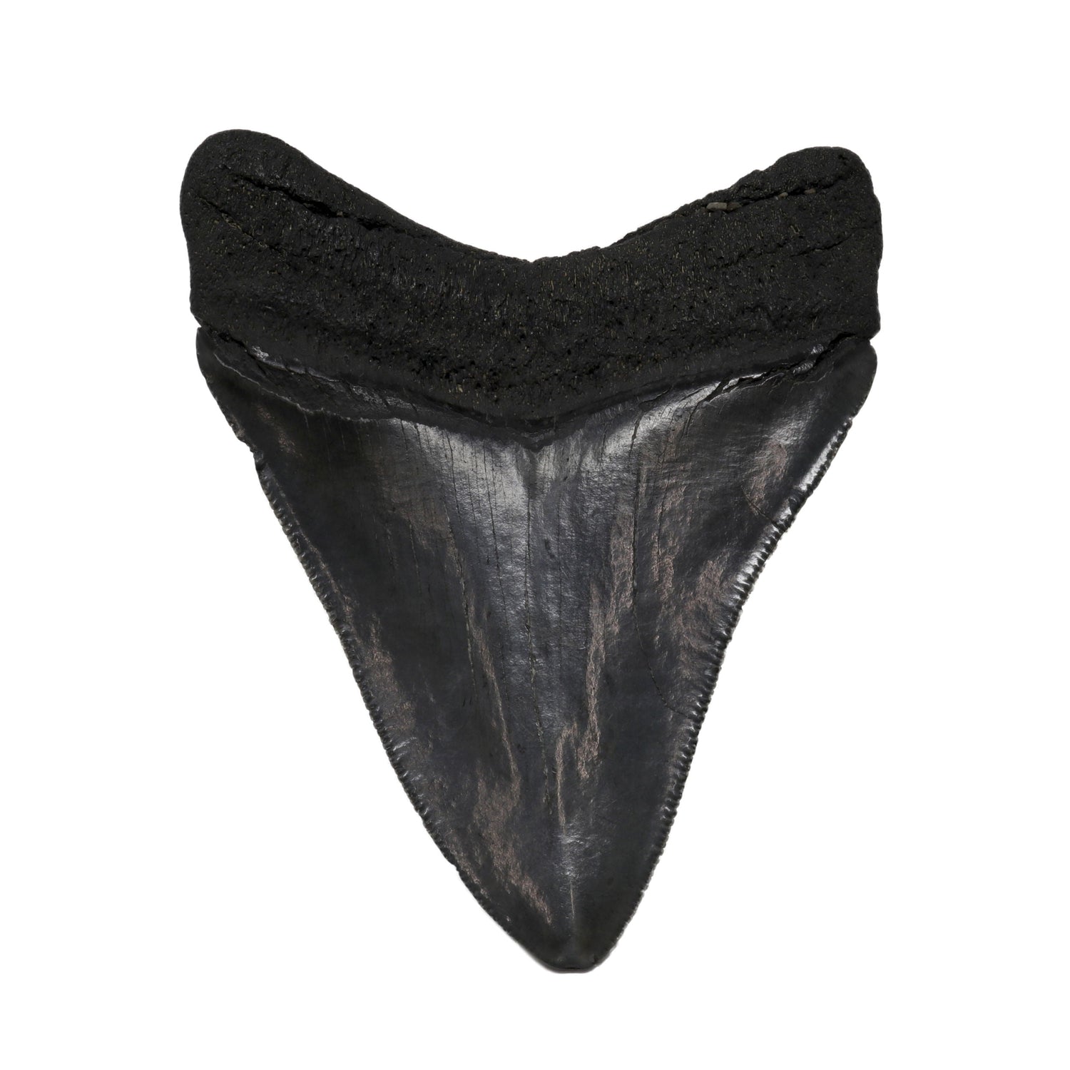 Megalodon Shark Tooth A+ (Medium) from South Carolina