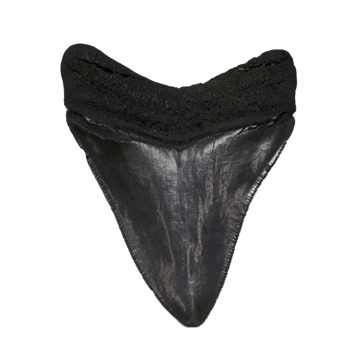 Megalodon Shark Tooth A+ (Medium) from South Carolina
