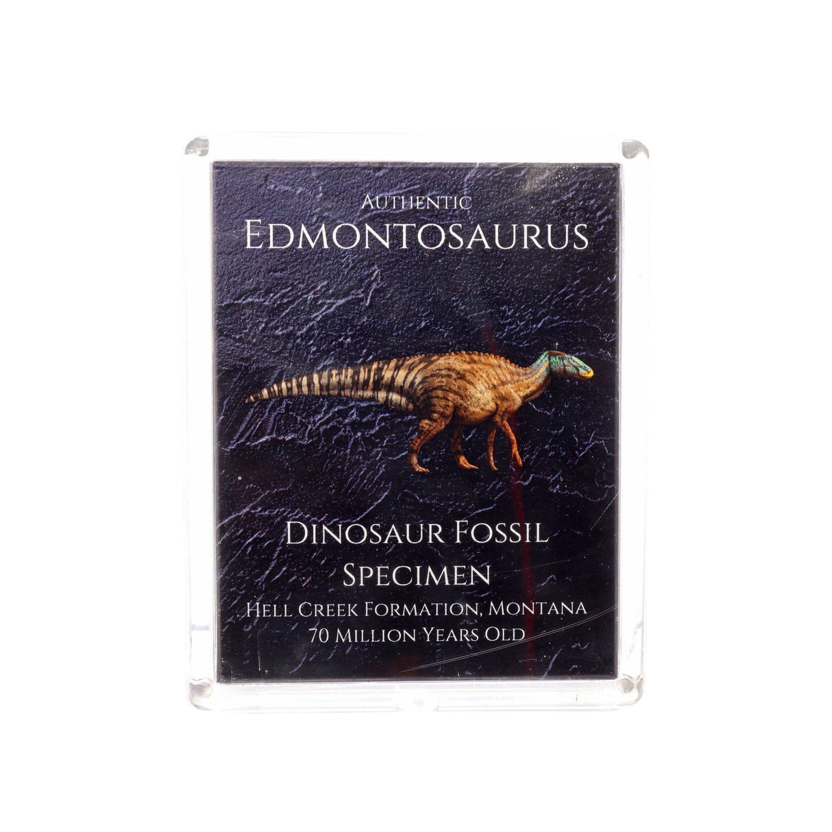 Jurassic Collection - Edmontonsaurus Dinosaur Fossil