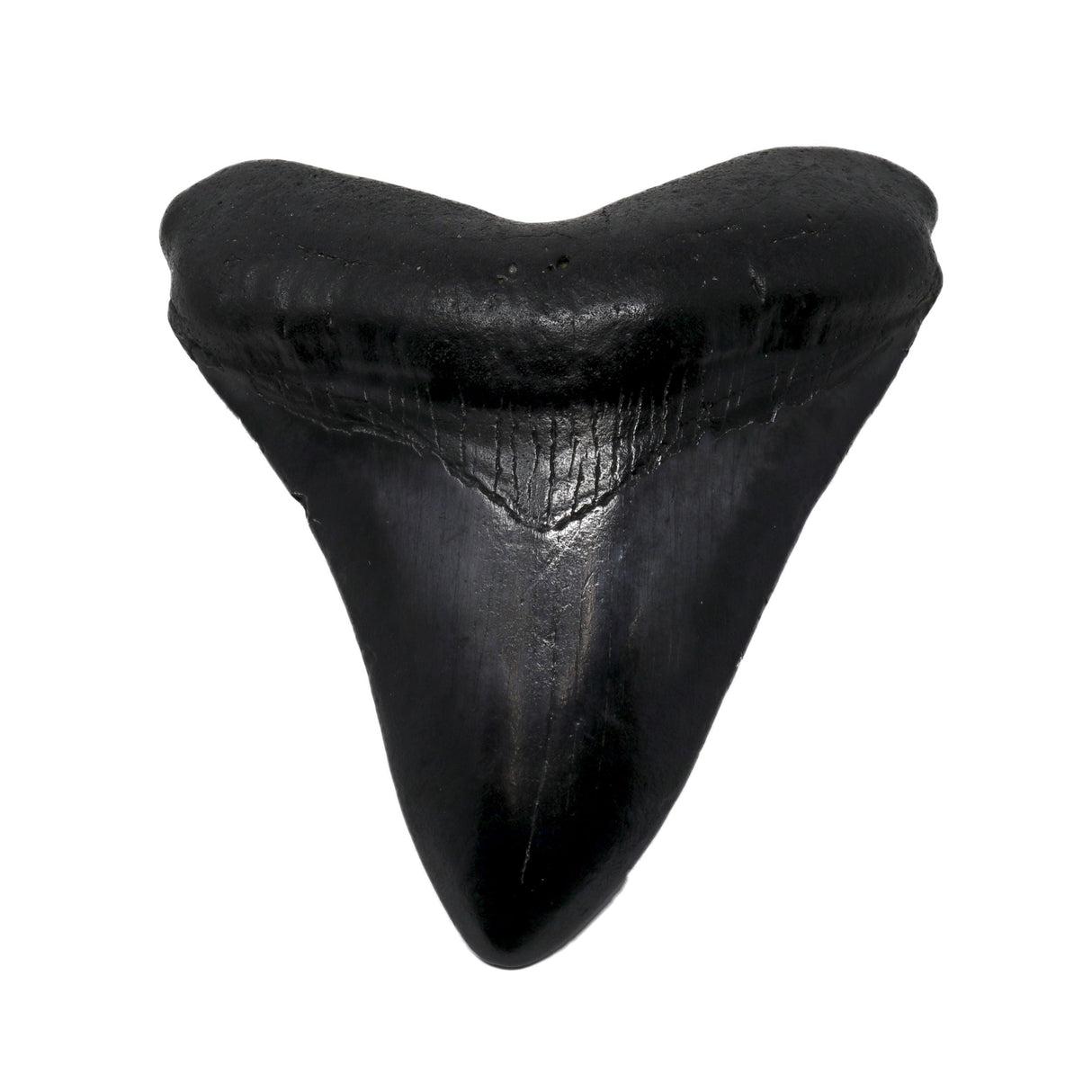 Megalodon Shark Tooth A+ (Medium) from South Carolina