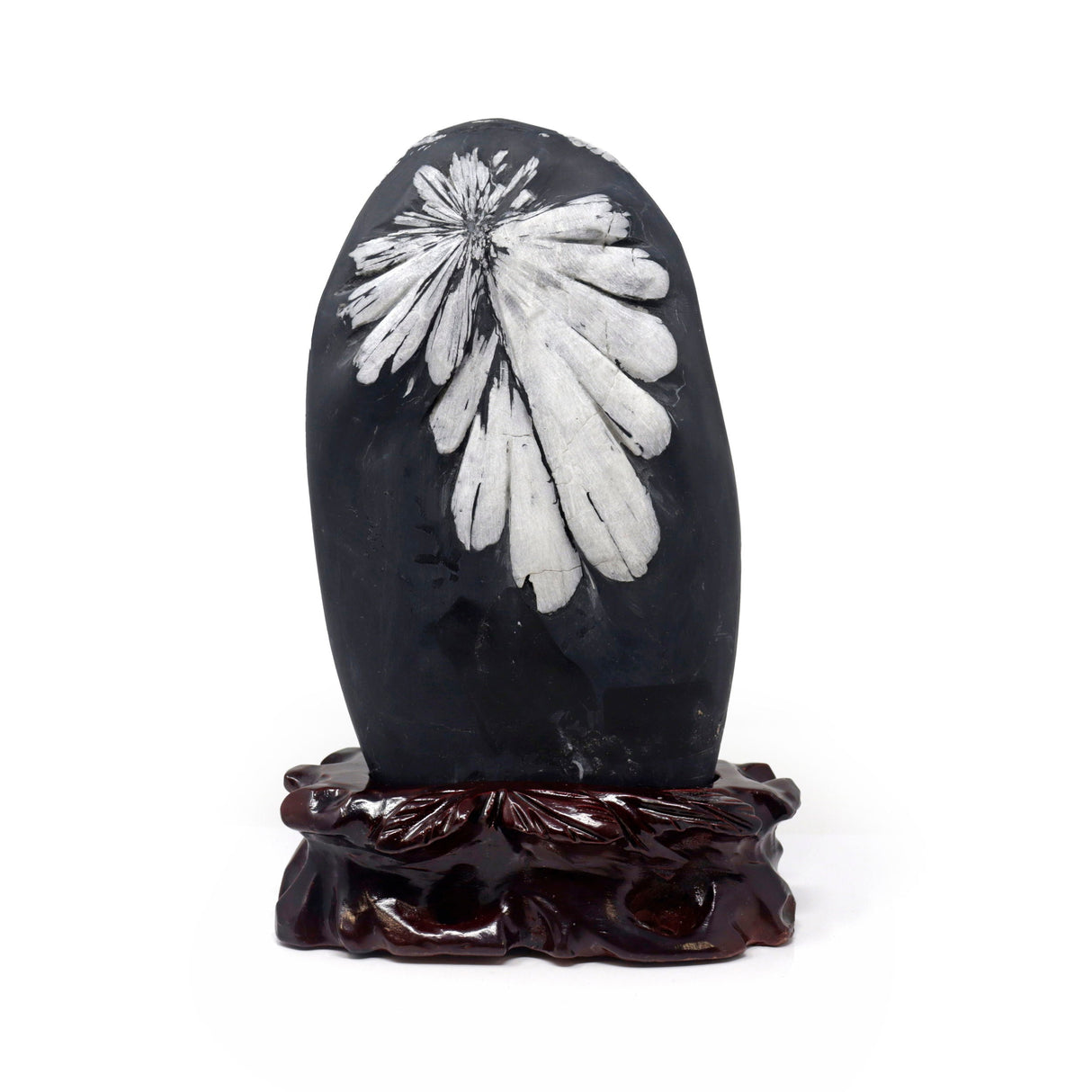 Chrysanthemum Stone Fossil with Wood Base