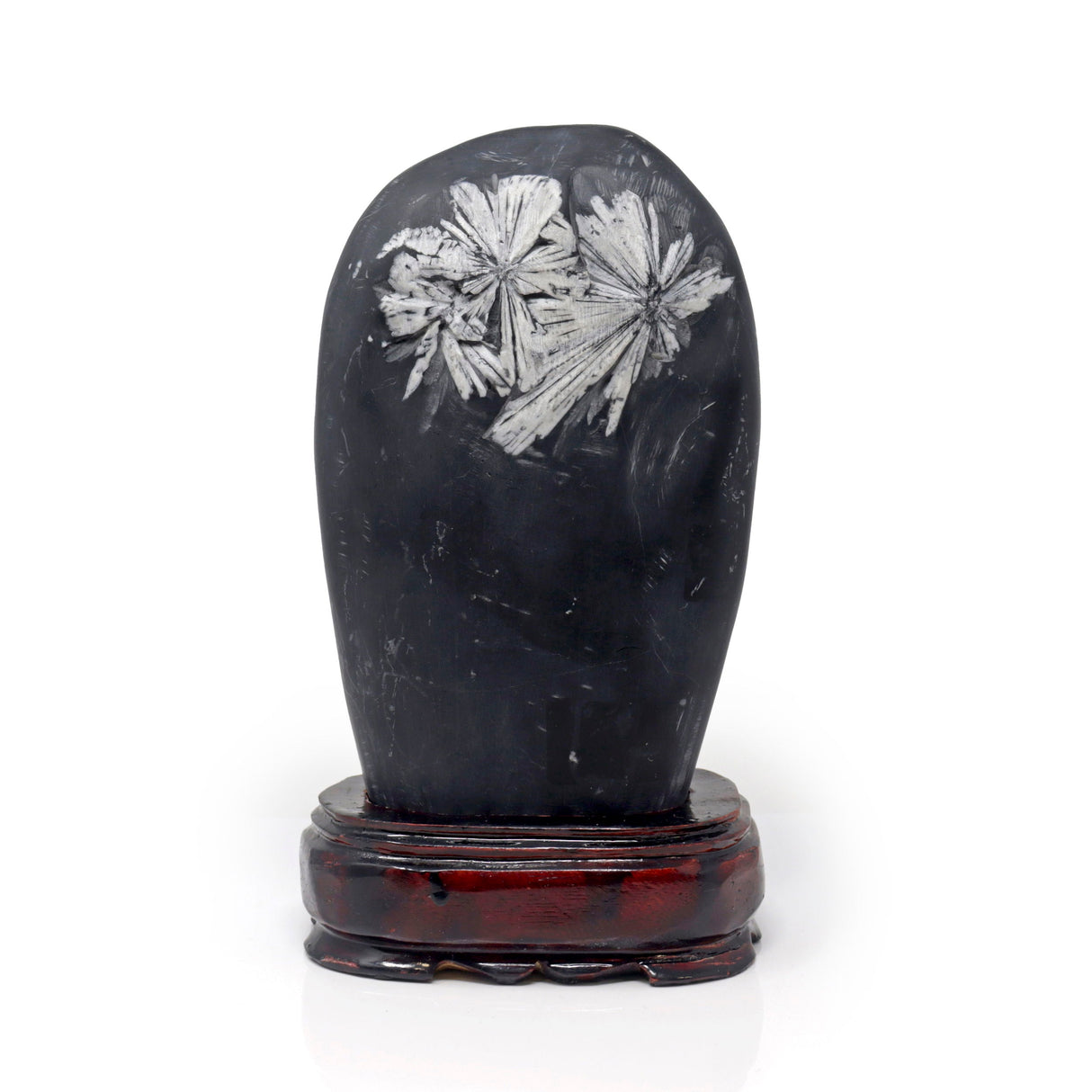 Chrysanthemum Stone Fossil with Wood Base