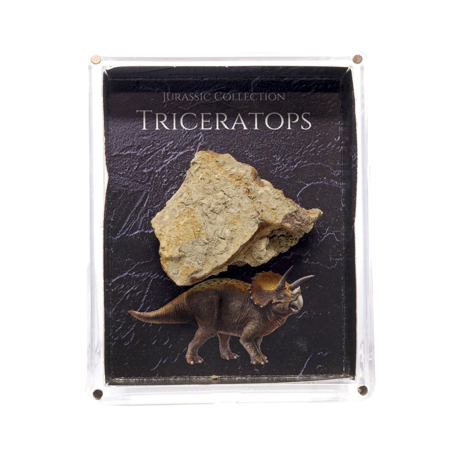 Jurassic Collection - Triceratops Dinosaur Fossil
