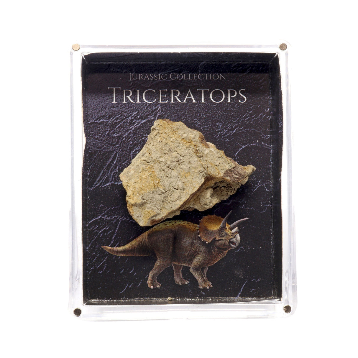 Jurassic Collection - Triceratops Dinosaur Fossil
