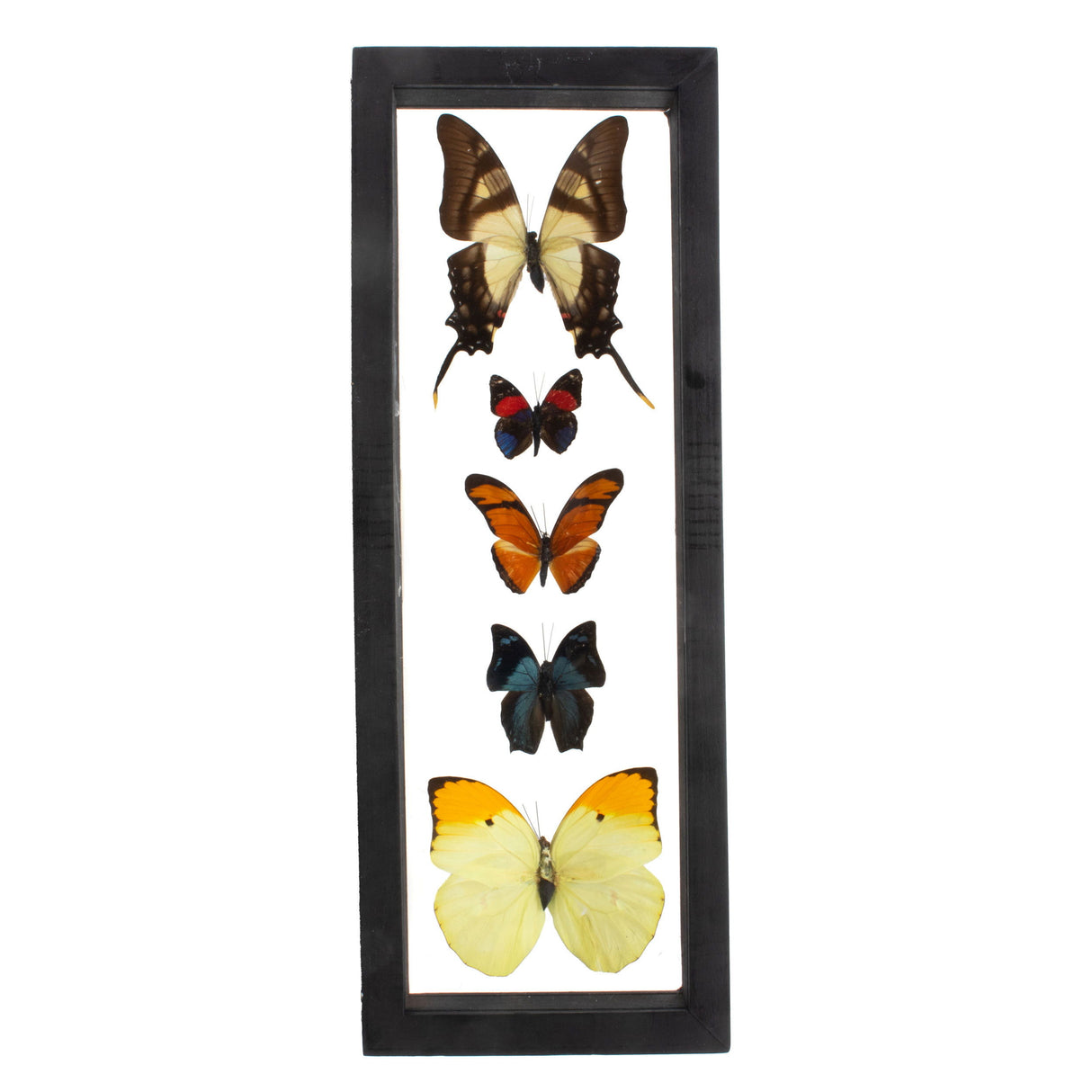 Butterfly Frame 5 Count Variety from Peru Vertically Set