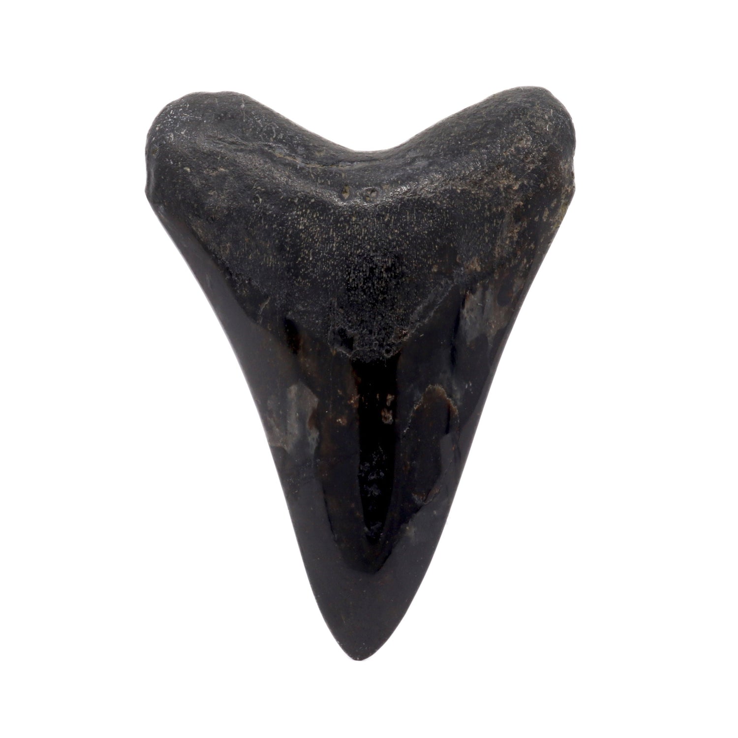 Megalodon Shark Tooth A+ (Medium) from South Carolina
