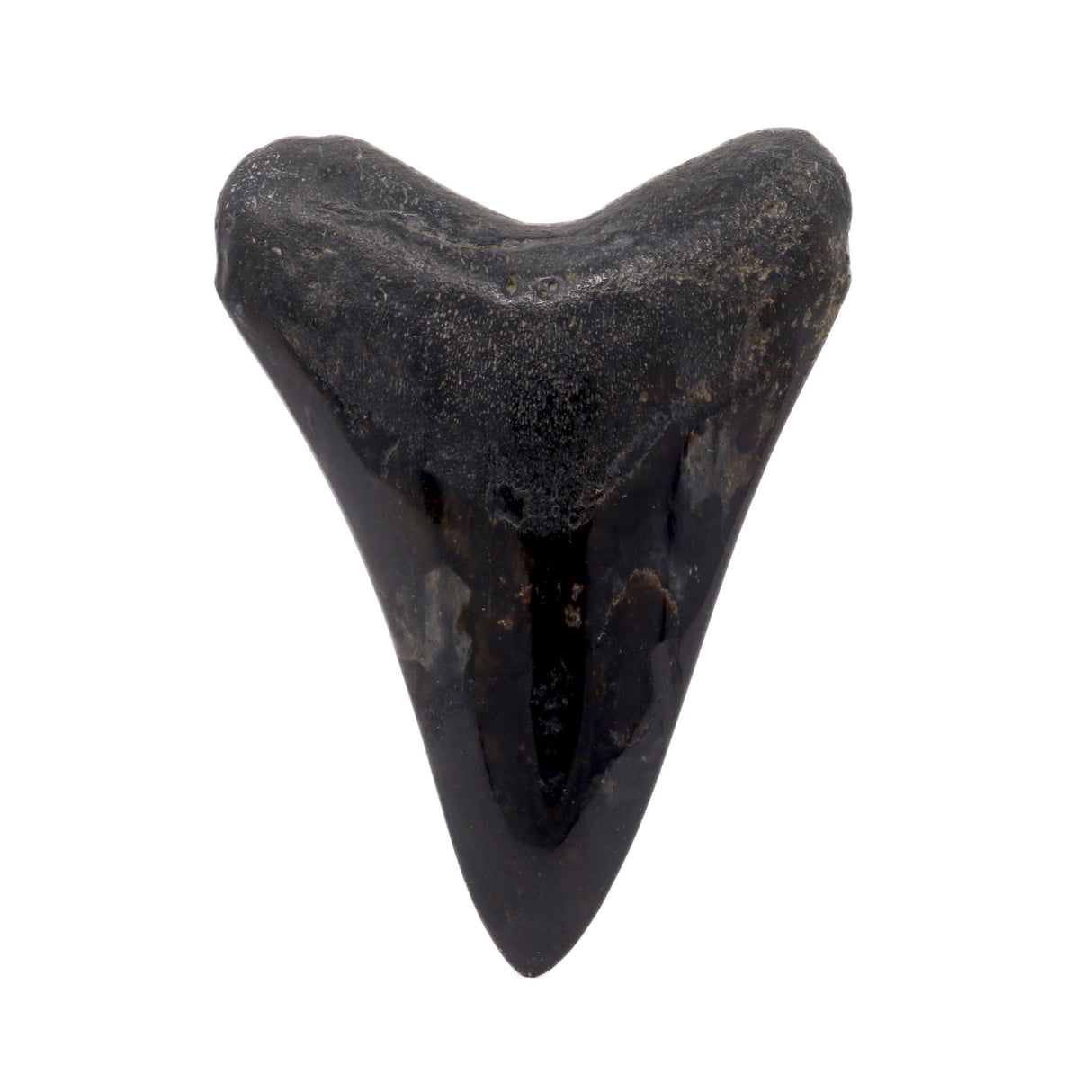 Megalodon Shark Tooth A+ (Medium) from South Carolina