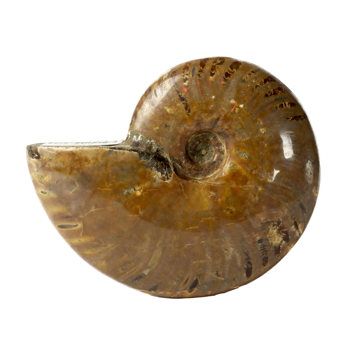 Ammonite Fossil with Red Opalization - Whole Shell from Madagascar