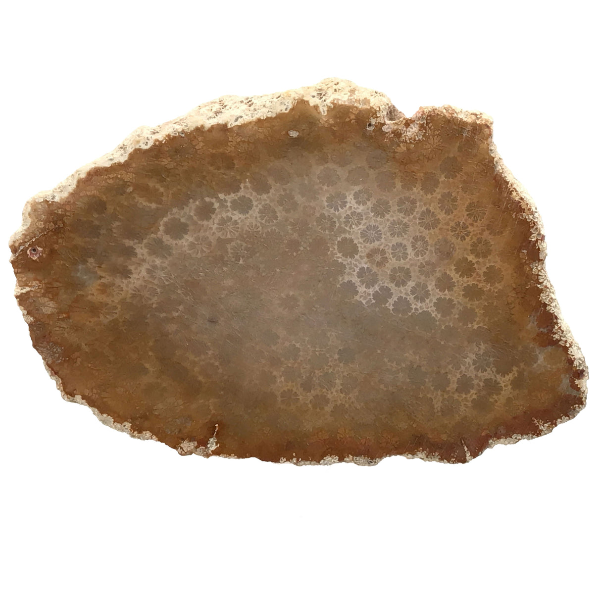 Fossilized Coral Freeform Slice Polished Both Sides (from Indonesia) Complete Live Edge with 3mm Florals