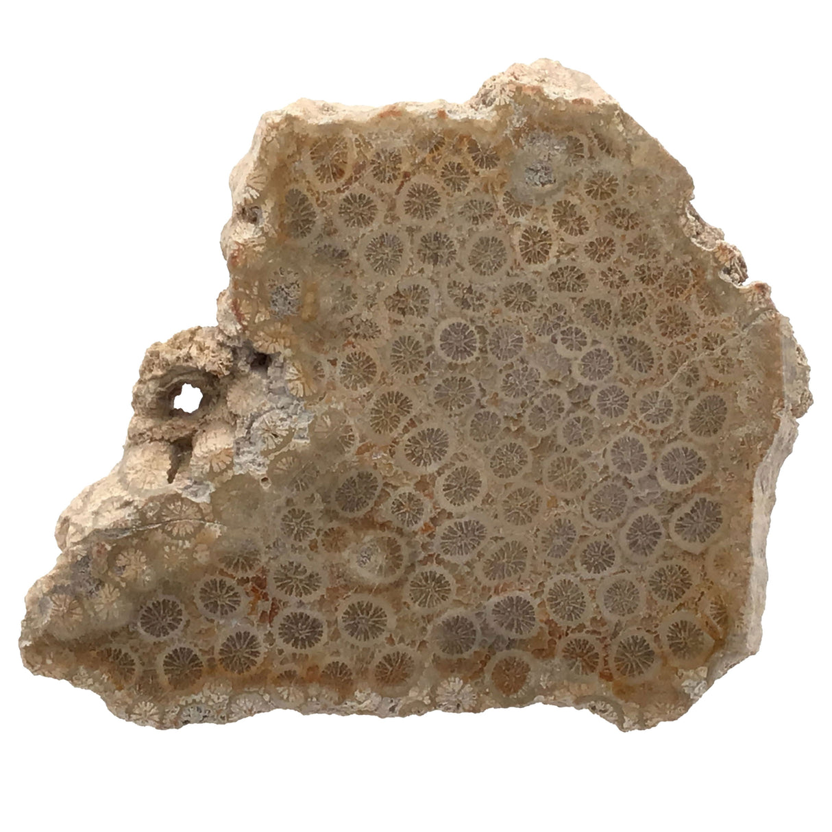 Fossilized Coral Freeform Slice Polished Both Sides (from Indonesia) Complete Live Edge Freeform