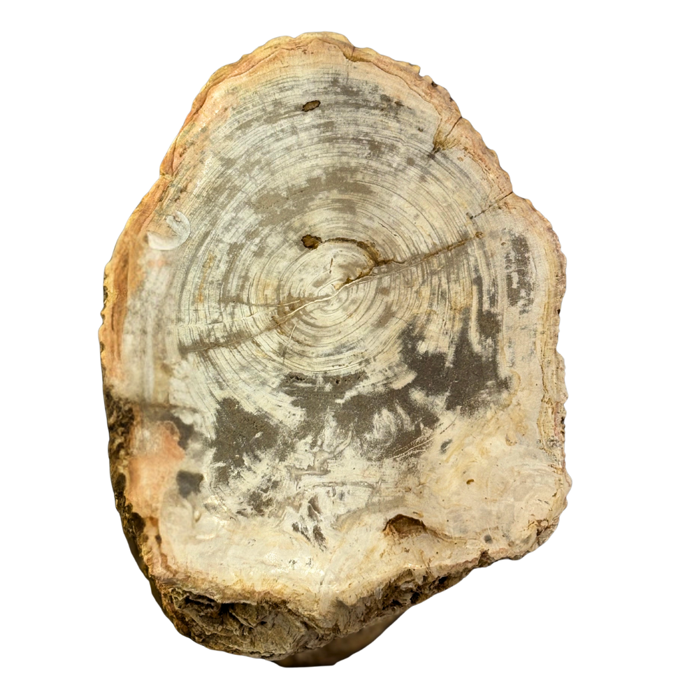 Indonesian Petrified Wood Log Stool with Natural Bark - Brown Hues