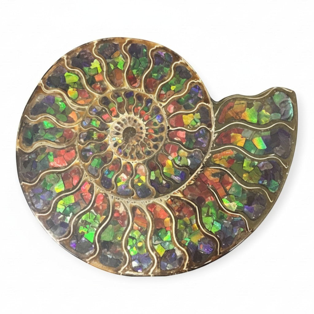 Rare Earth Gallery ammonite fossil half inlaid with iridescent ammolite, showcasing spiral chambers and vibrant color shifts.