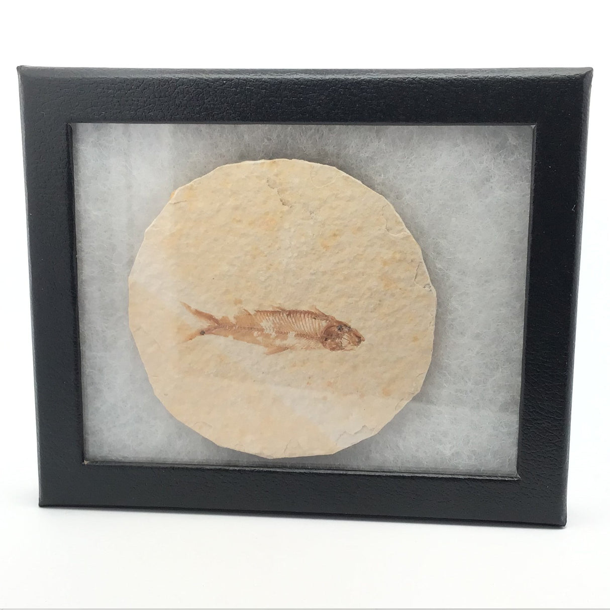 Rare Earth Gallery Wyoming fish fossil displayed in a black Riker box with a circular stone matrix.