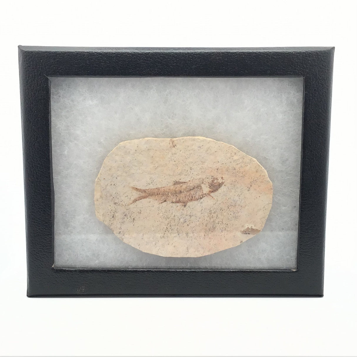 Rare Earth Gallery Wyoming fish fossil displayed in a black Riker box with white cotton backing.