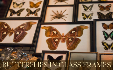 Glass-Framed Butterflies | Information