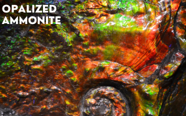 Opalized Ammonite | Fossil Information, Properties