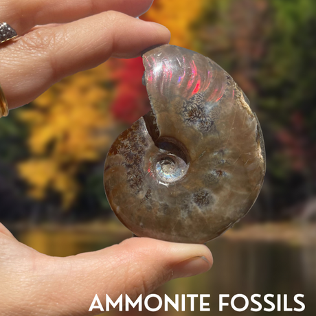 Ammonite | Fossil Information, Healing Properties, Uses