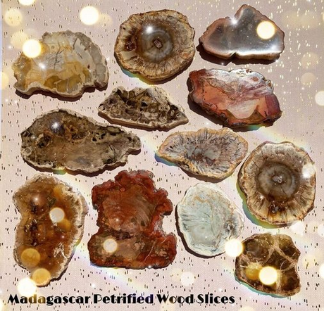 Arizona Petrified Wood