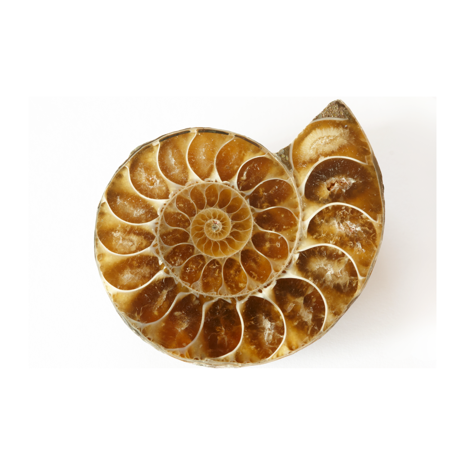 ピアス star ammonite  pierce Ammonite Fossils - Rare Earth Gallery