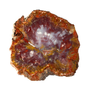 Arizona Petrified Wood