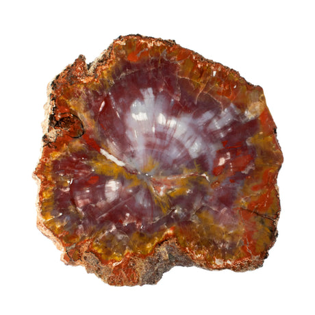 Arizona Petrified Wood